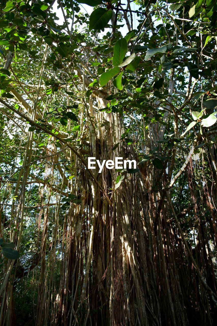 LOW ANGLE VIEW OF BAMBOO TREE