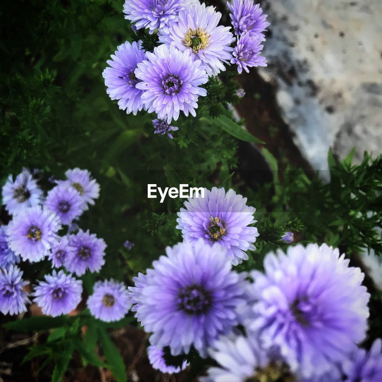 Close-up of purple flowering plants