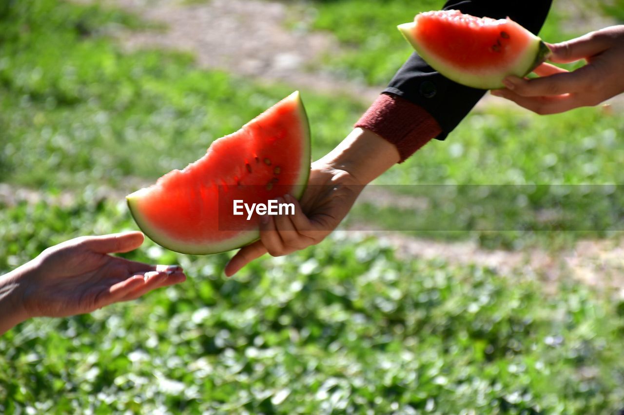 Close-up of hand handing over watermelon
