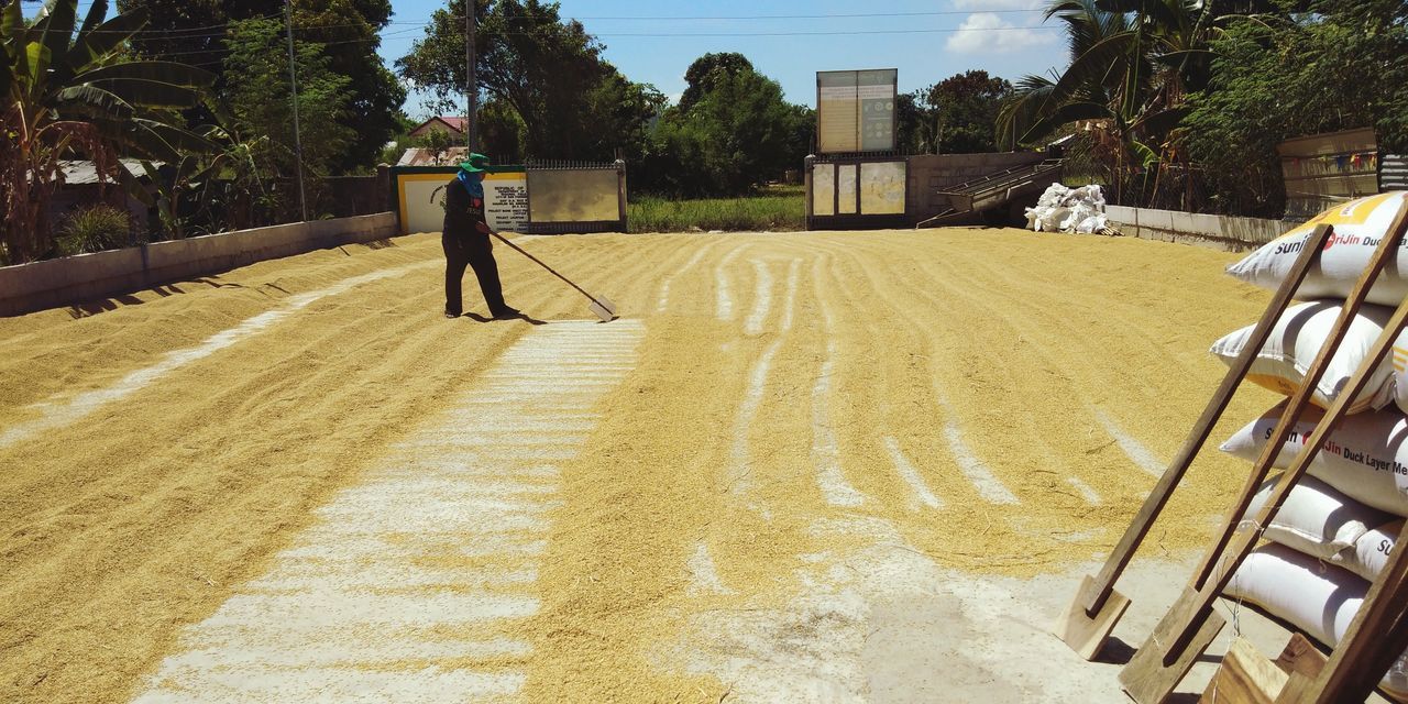 Farmer drying wheat seeds on field