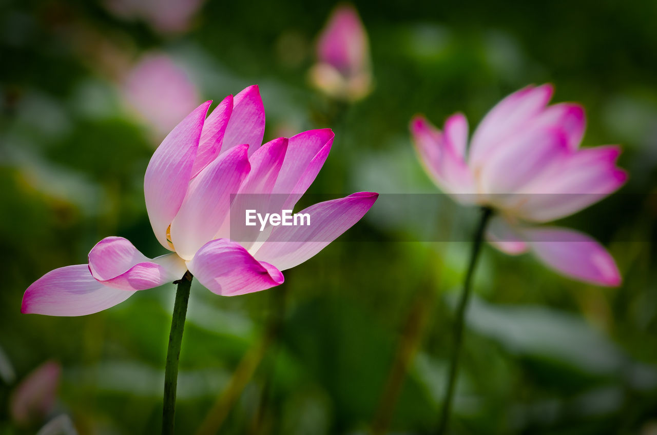 Close-up of pink flowers blooming outdoors