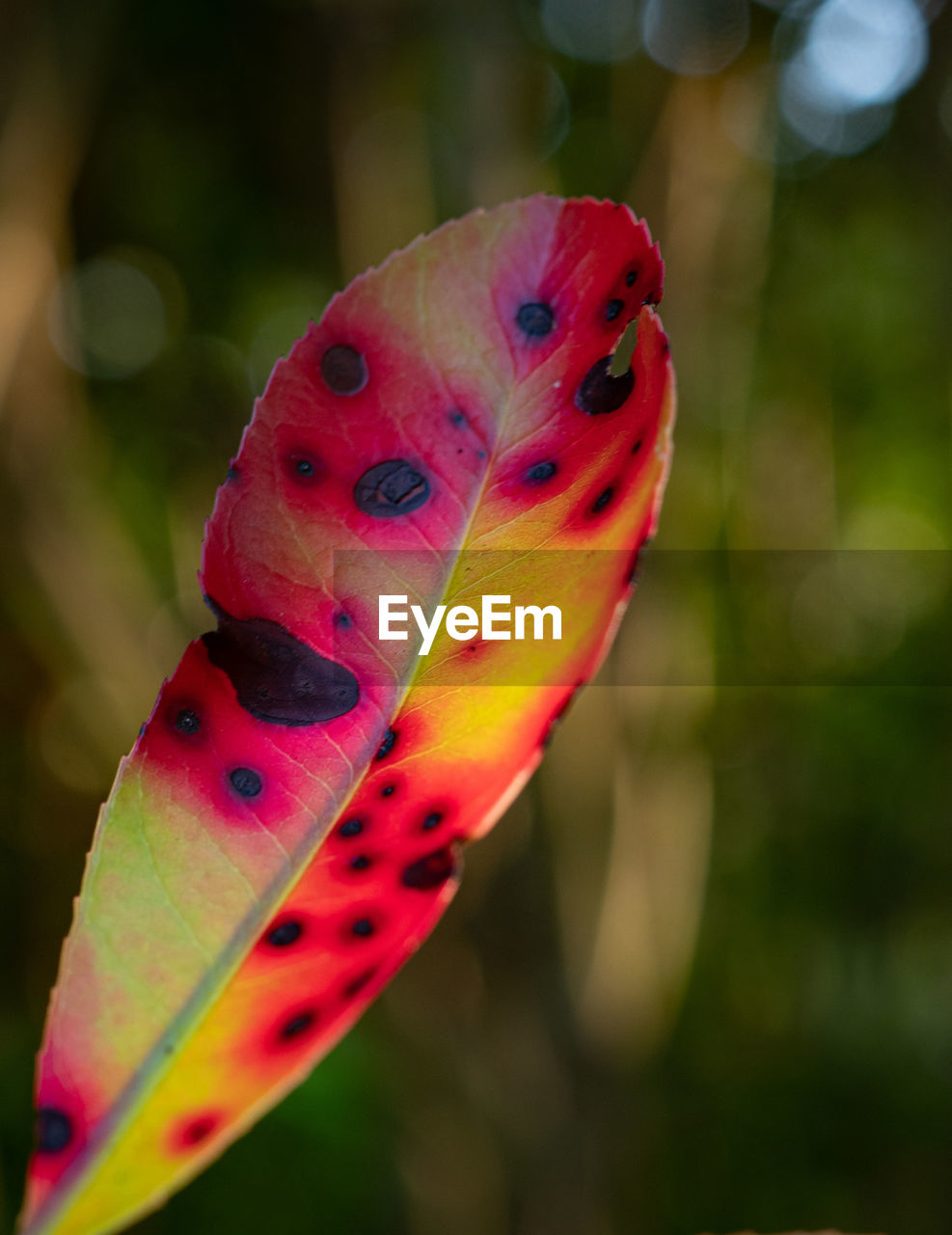 CLOSE-UP OF BUTTERFLY ON RED LEAVES