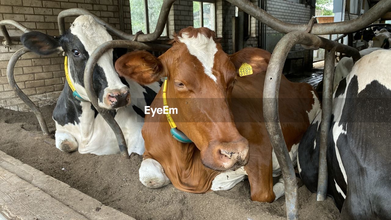 COW IN A SHED