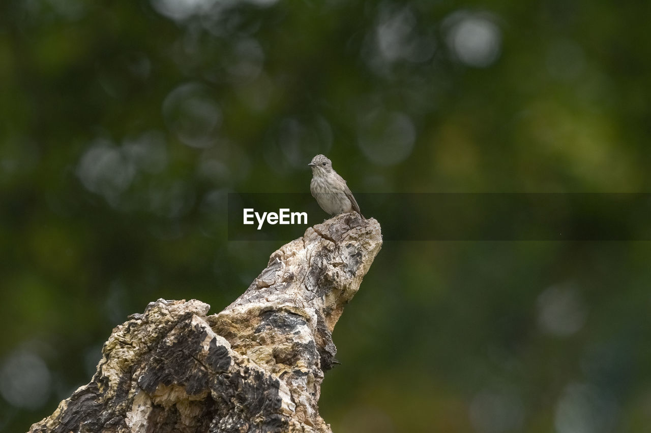 CLOSE-UP OF A BIRD PERCHING ON ROCK