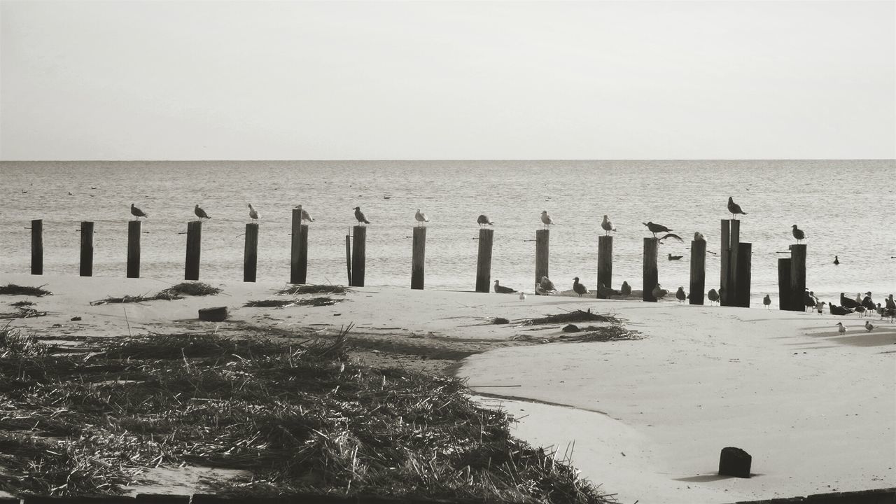 WOODEN POSTS IN SEA AGAINST CLEAR SKY