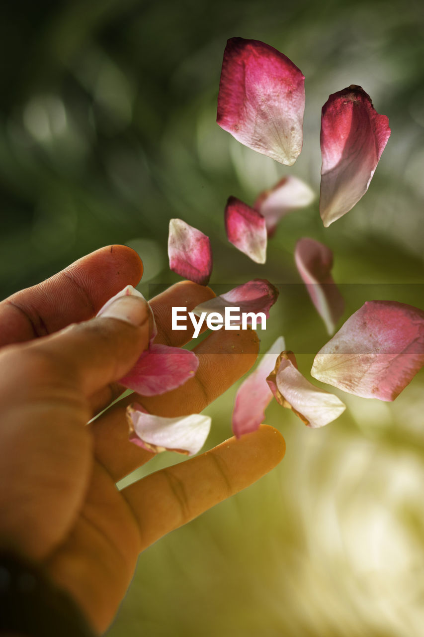 Close-up of hand holding flower petals