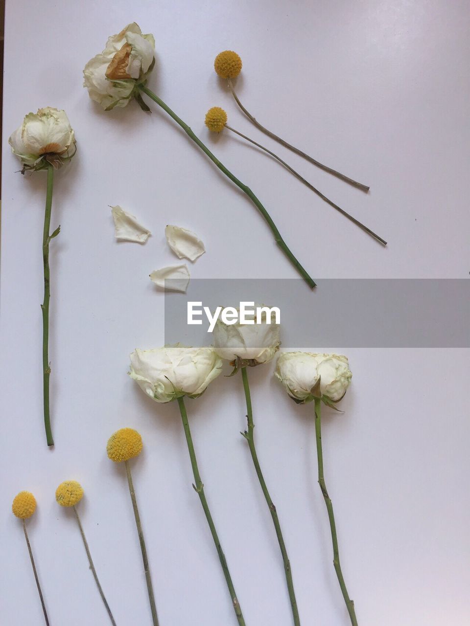 CLOSE-UP OF FLOWERS OVER WHITE SURFACE