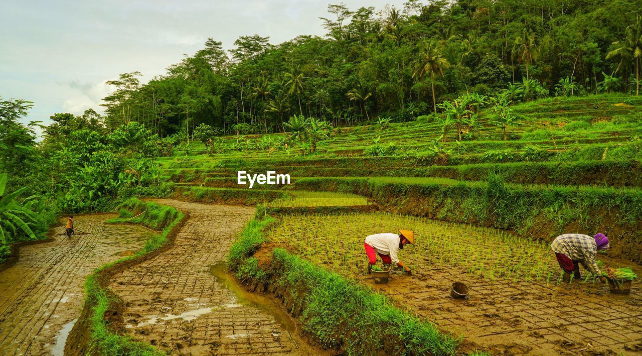 PEOPLE WORKING IN FARM