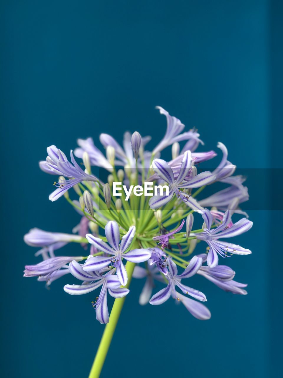 Close-up of blue flowering plant