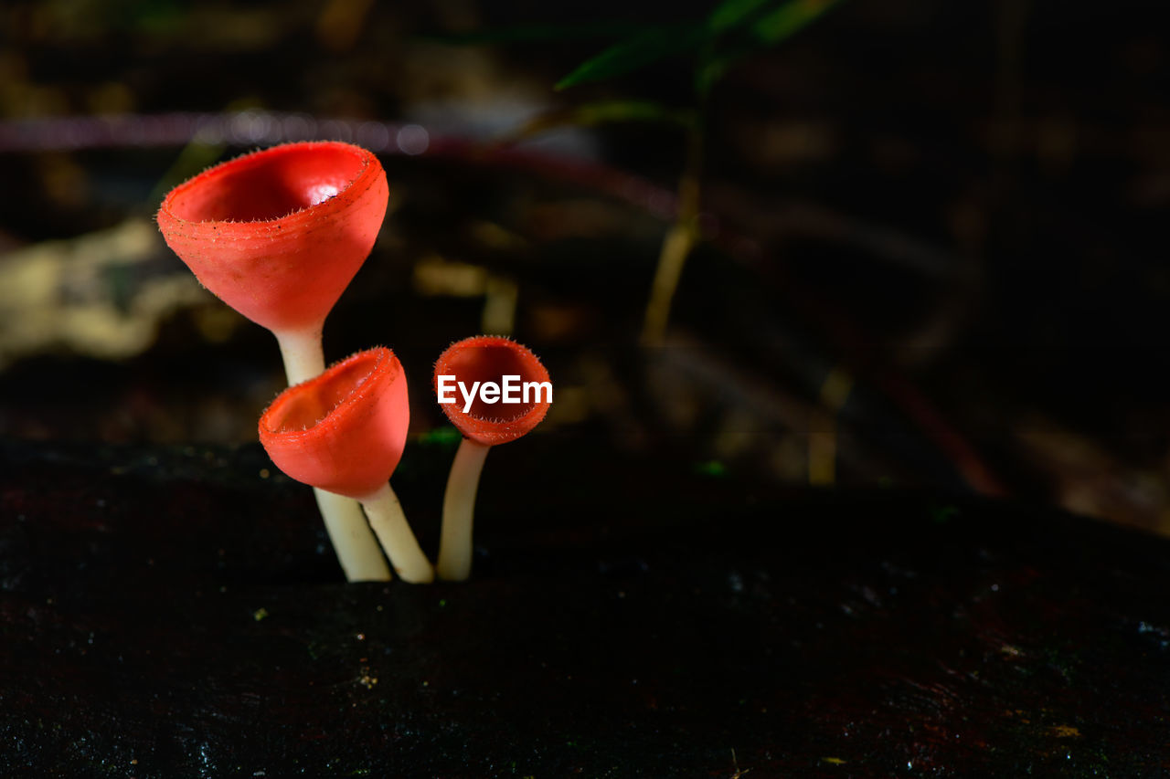 Close-up of red mushrooms growing on plant