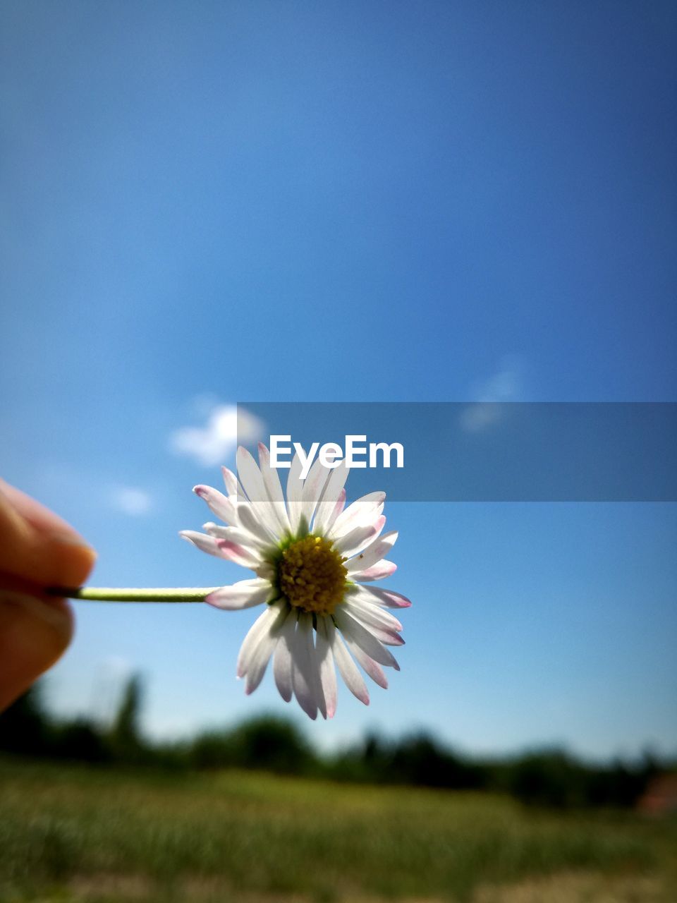 CLOSE-UP OF HAND HOLDING FLOWERS AGAINST CLEAR BLUE SKY