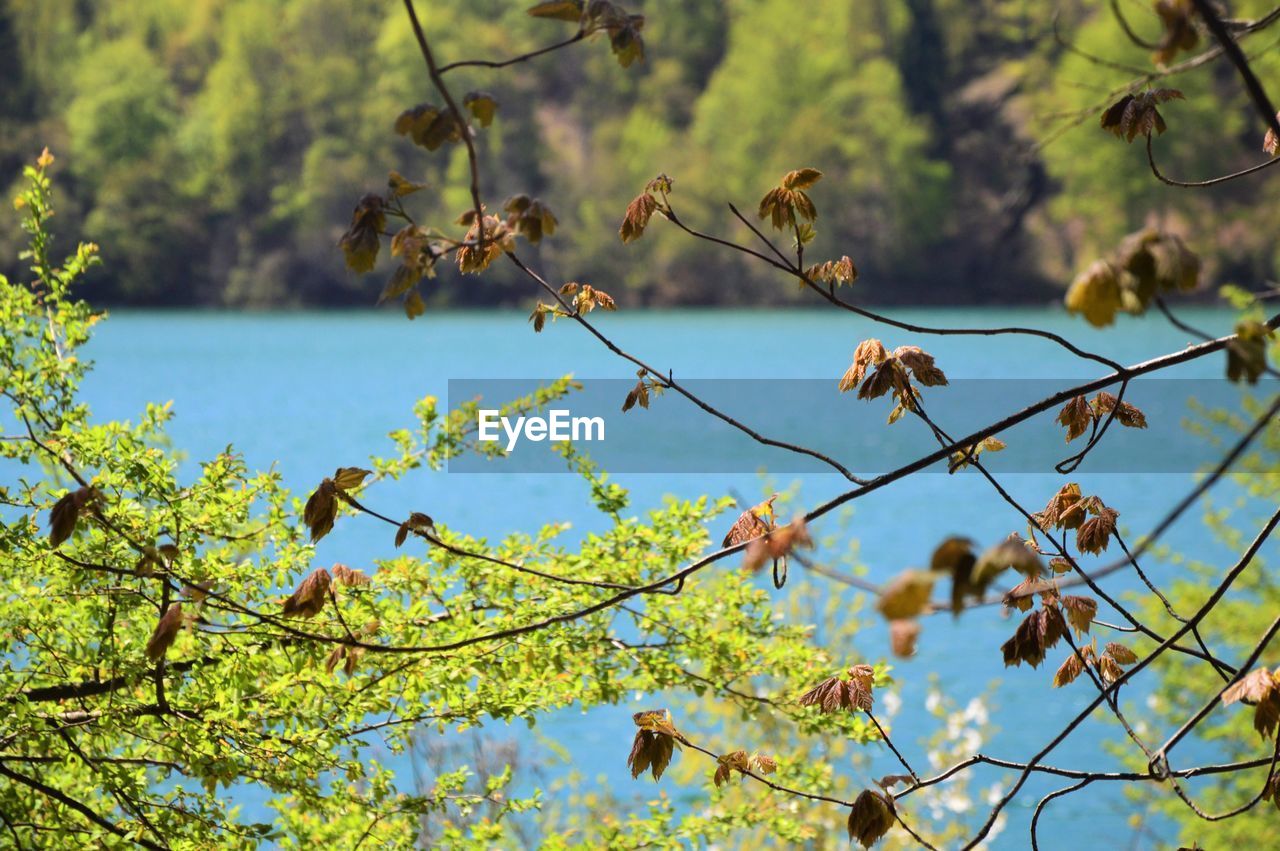 Low angle view of leaves on tree