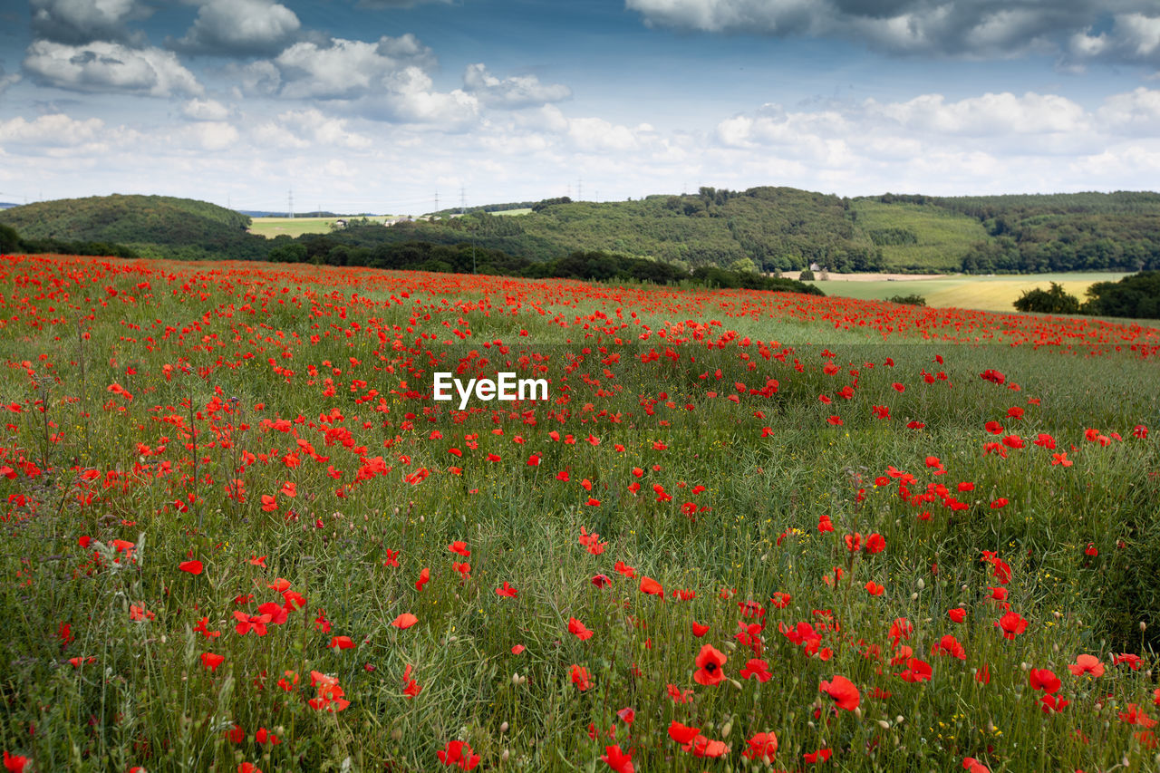 Red poppy flowers on field against sky