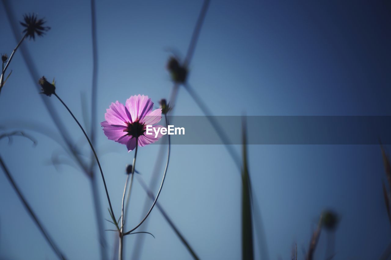 Close-up of pink cosmos flower against sky