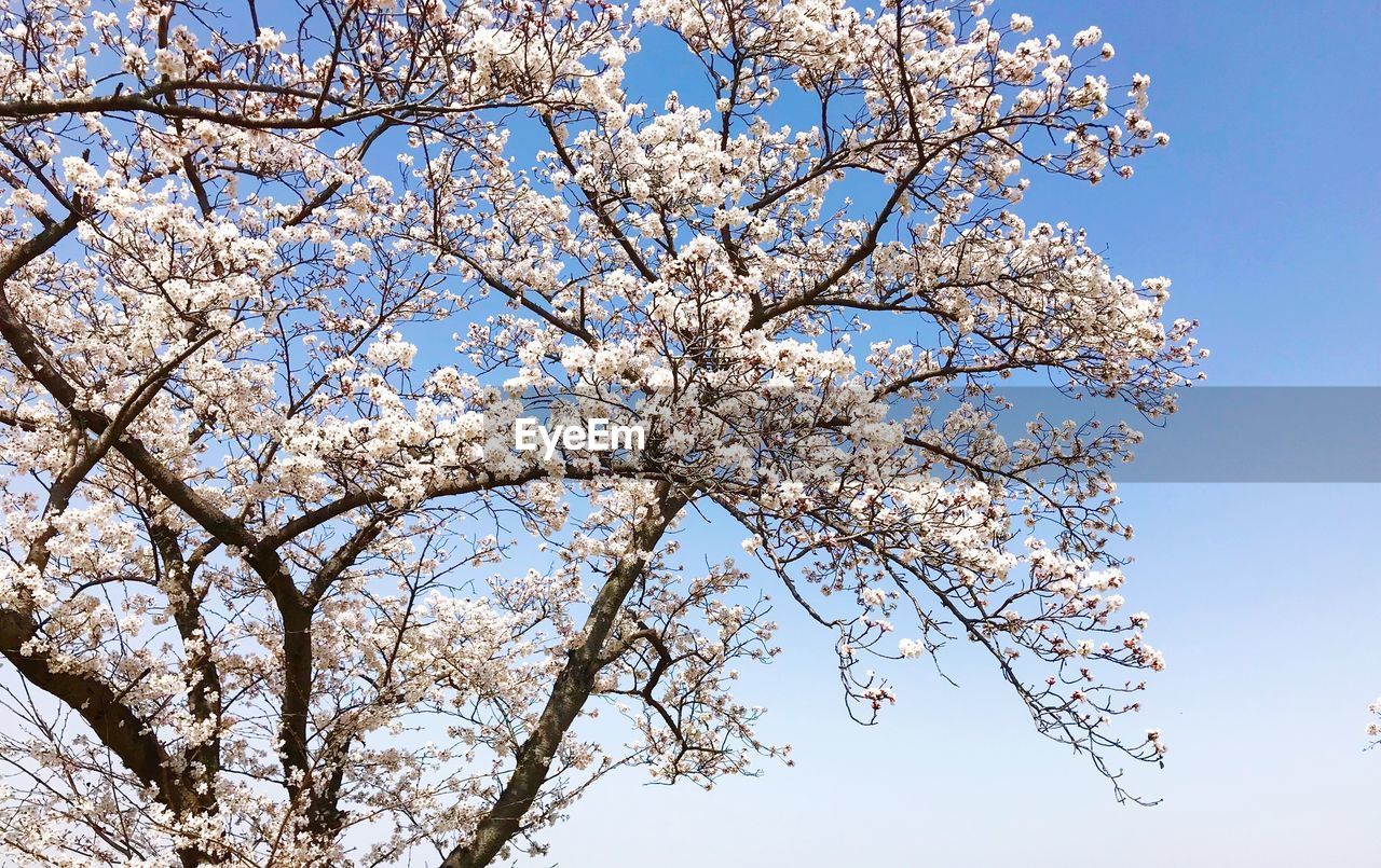 LOW ANGLE VIEW OF CHERRY BLOSSOMS AGAINST BLUE SKY