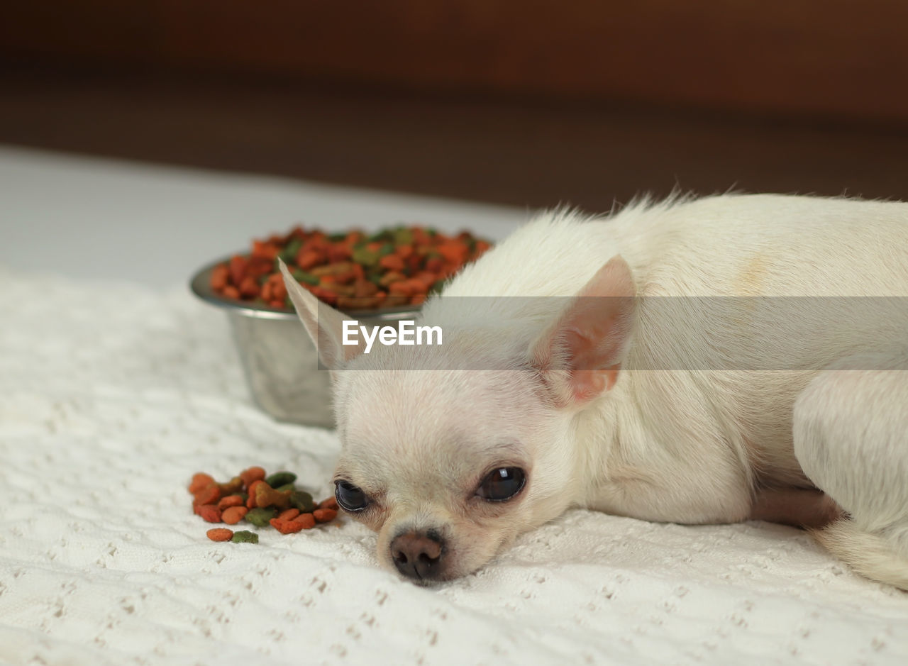 CLOSE-UP OF A DOG RESTING ON A FLOOR