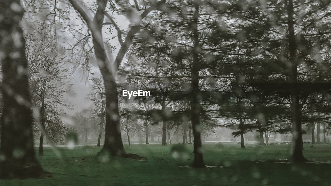 VIEW OF TREES IN FOREST