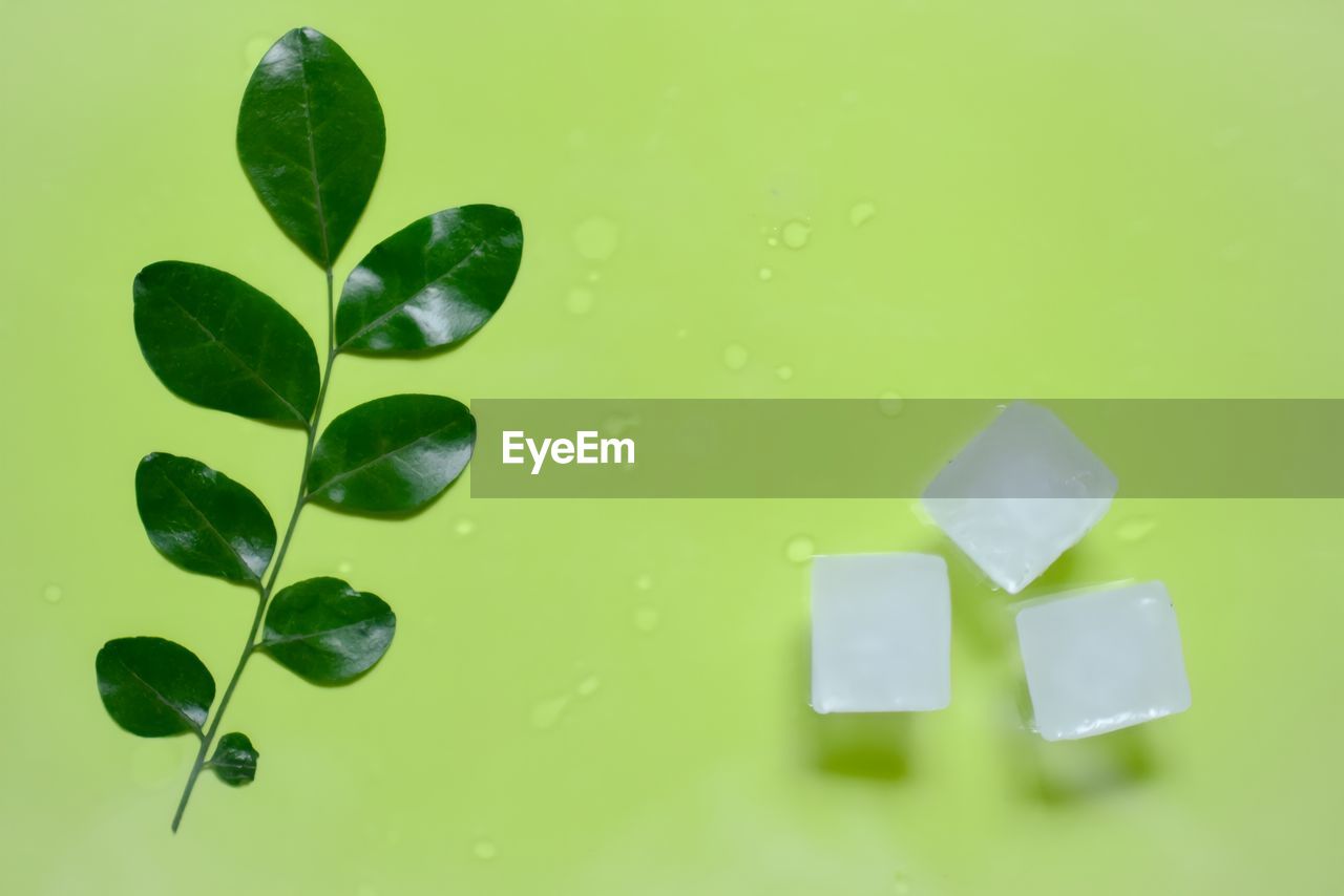 high angle view of green leaves against yellow background