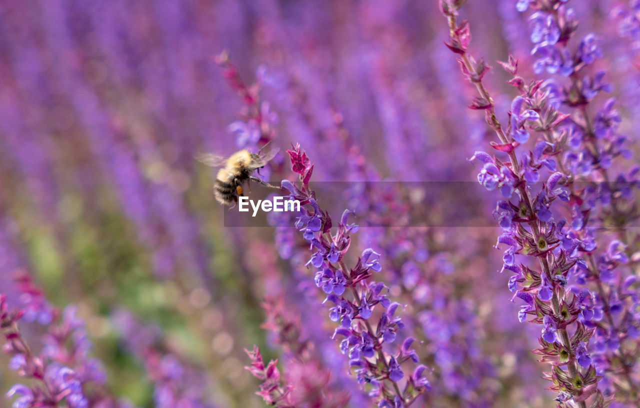 BEE POLLINATING ON PURPLE FLOWERS