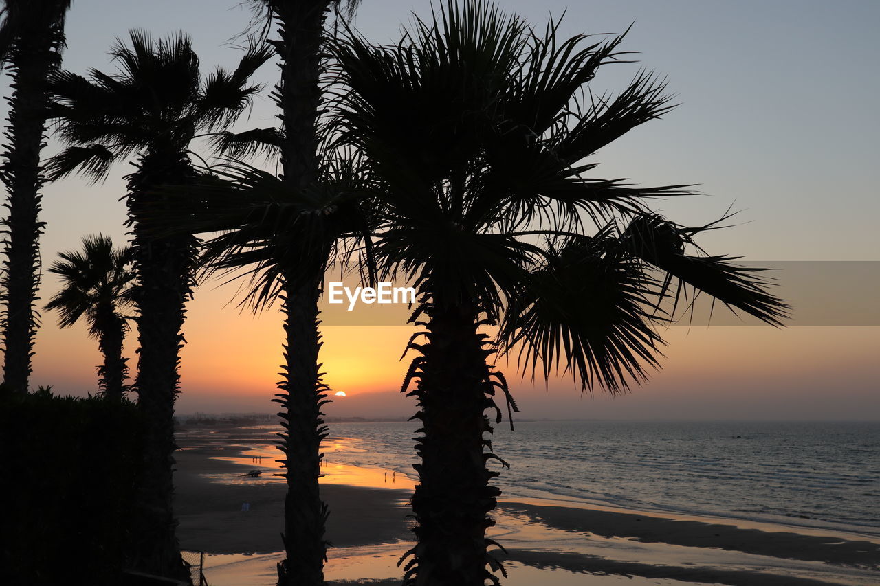 Silhouette palm tree by sea against sky at sunset