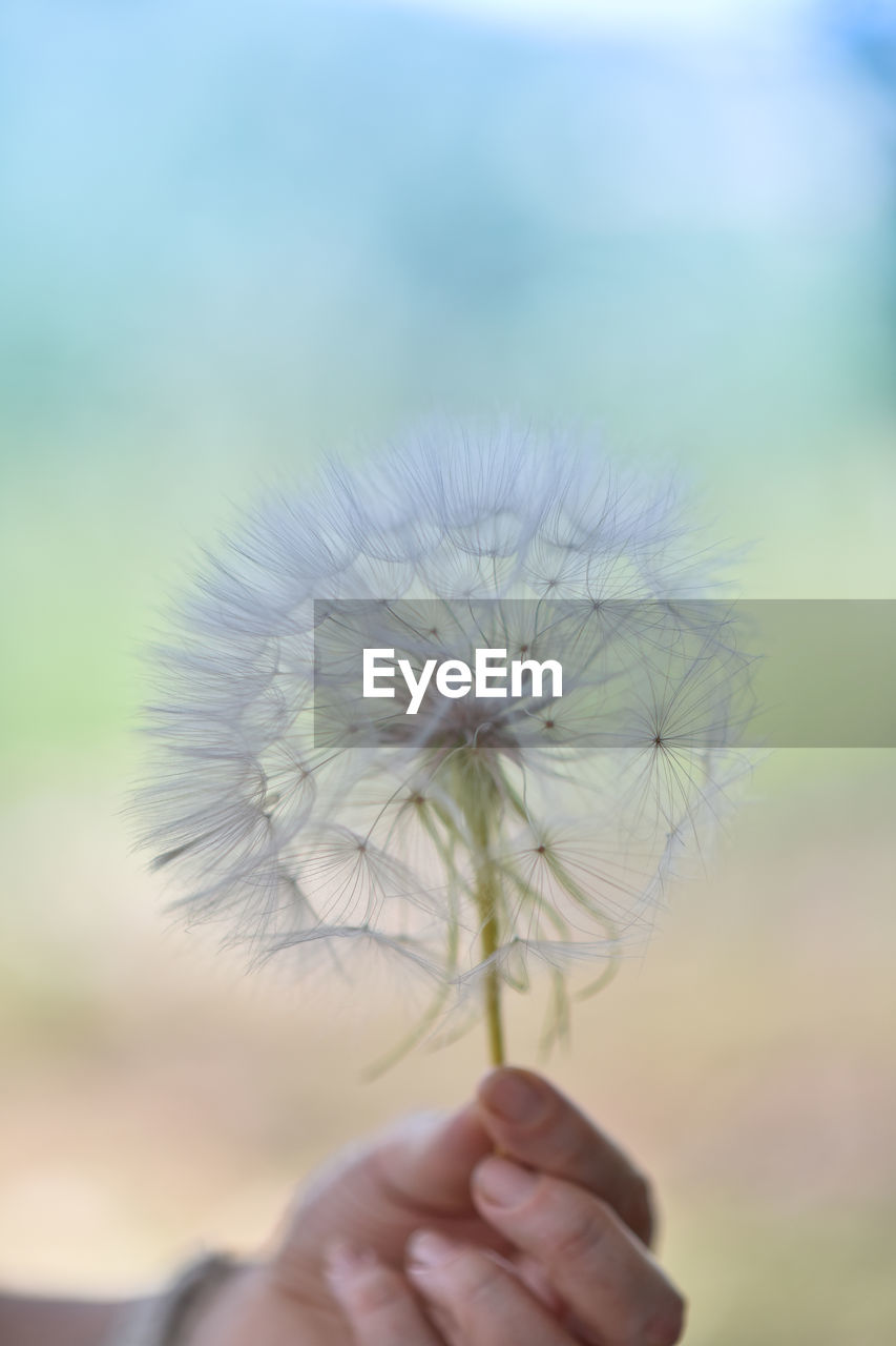 hand, holding, one person, plant, flower, fragility, close-up, focus on foreground, dandelion, nature, flowering plant, sky, freshness, beauty in nature, green, macro photography, grass, day, plant stem, outdoors, leaf, blue, finger, dandelion seed, softness, selective focus, petal, adult, growth
