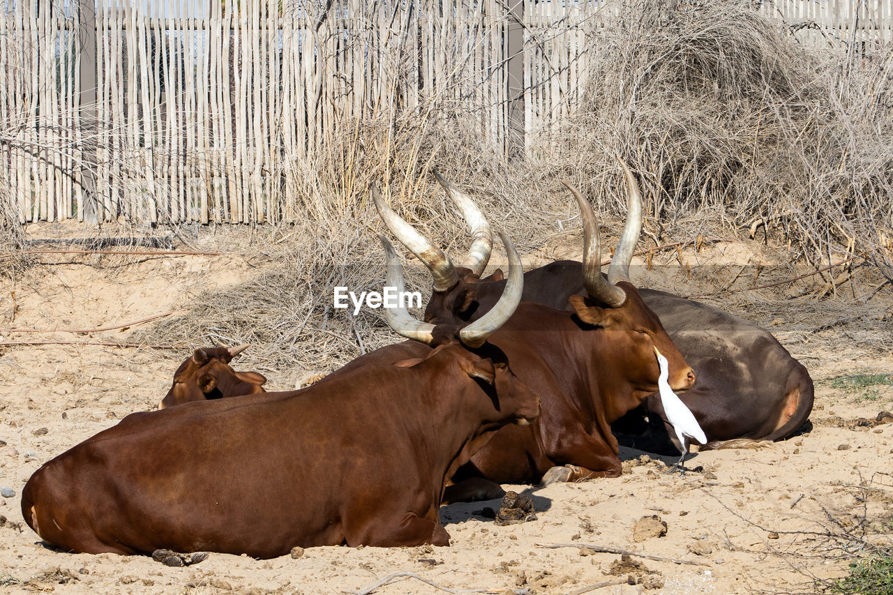 animal themes, animal, mammal, animal wildlife, domestic animals, wildlife, cattle, group of animals, livestock, nature, land, no people, bull, day, field, pet, outdoors, brown, plant, two animals, relaxation, cow, domestic cattle, horned, sunlight, horn