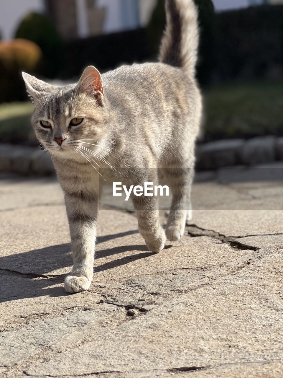 pet, animal, animal themes, cat, mammal, one animal, domestic animals, domestic cat, feline, whiskers, small to medium-sized cats, felidae, sunlight, no people, nature, standing, day, wild cat, portrait, full length, walking, shadow, carnivore, outdoors, focus on foreground, looking