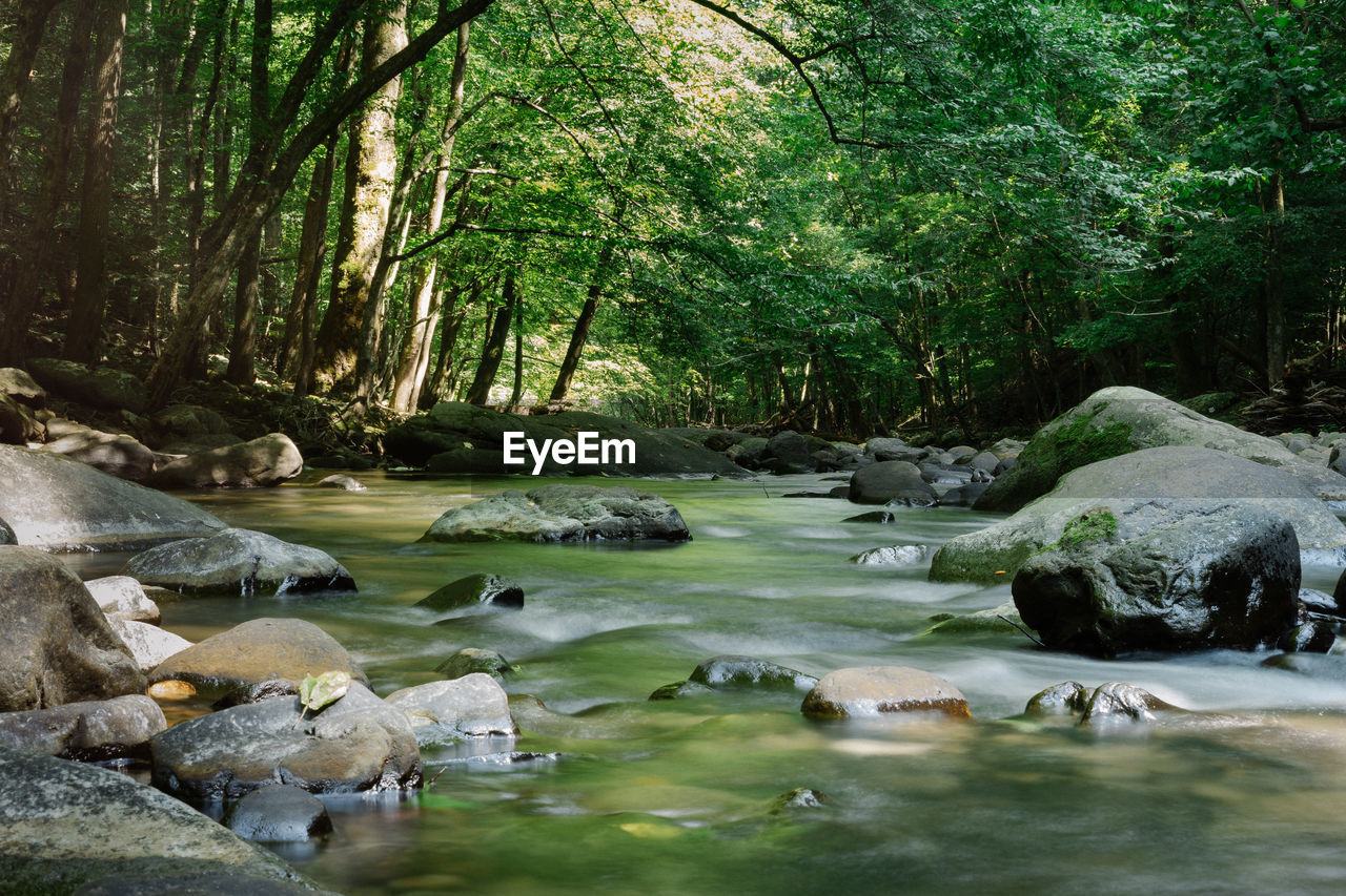 SCENIC VIEW OF RIVER FLOWING THROUGH ROCKS IN FOREST