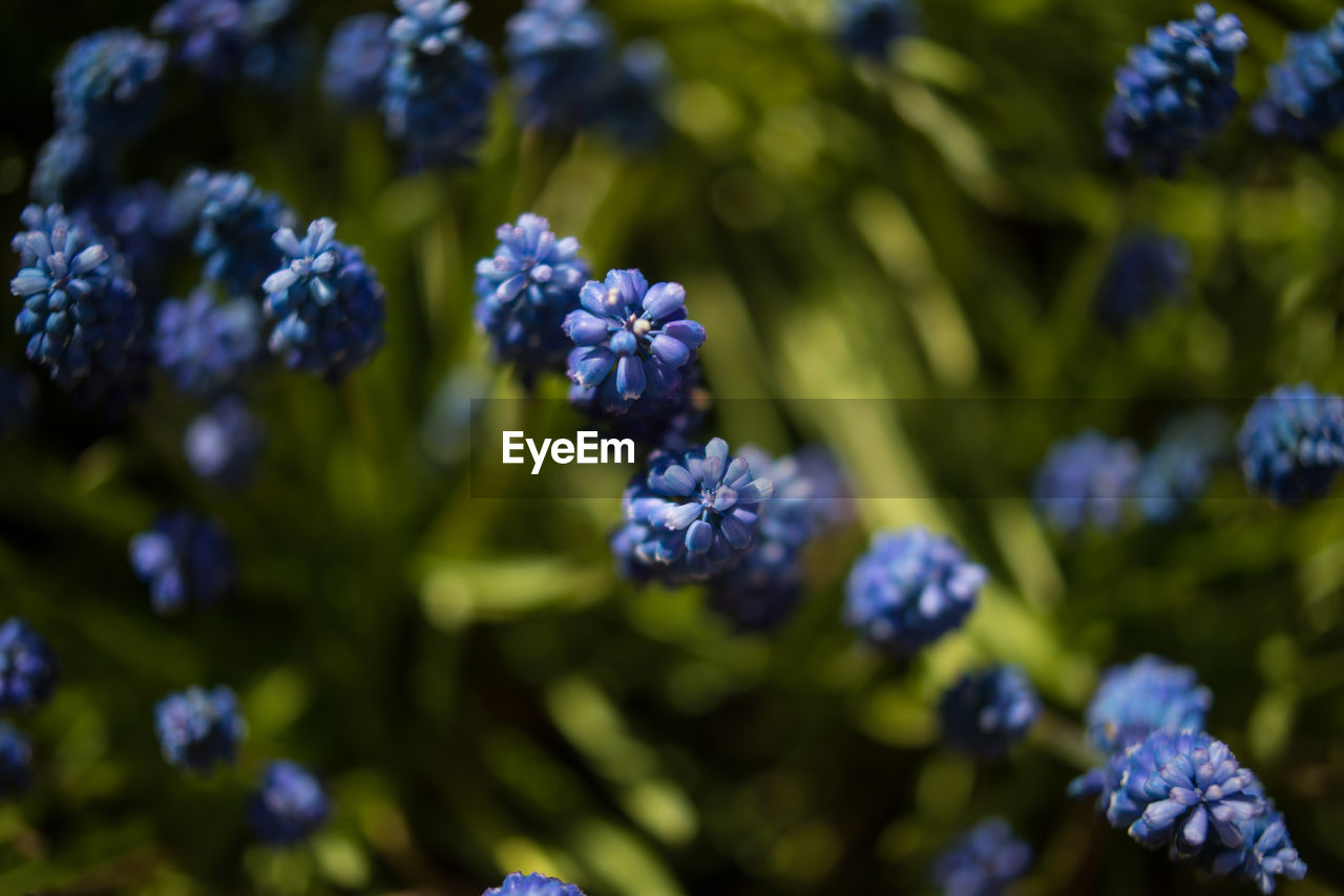 Close-up of blue hydrangea blooming outdoors