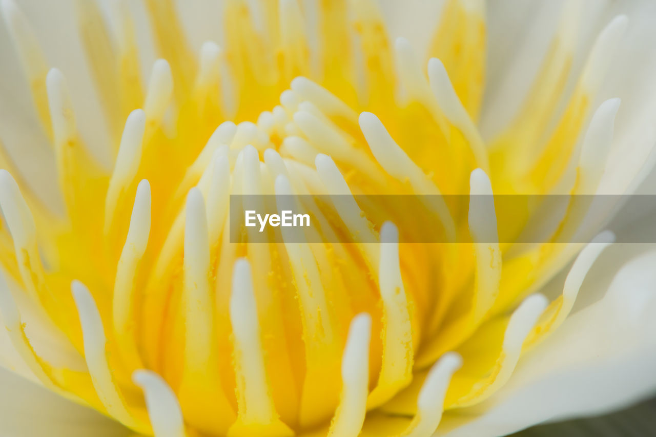 Close-up of yellow flower