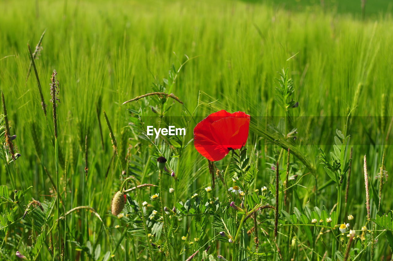 RED POPPIES ON FIELD