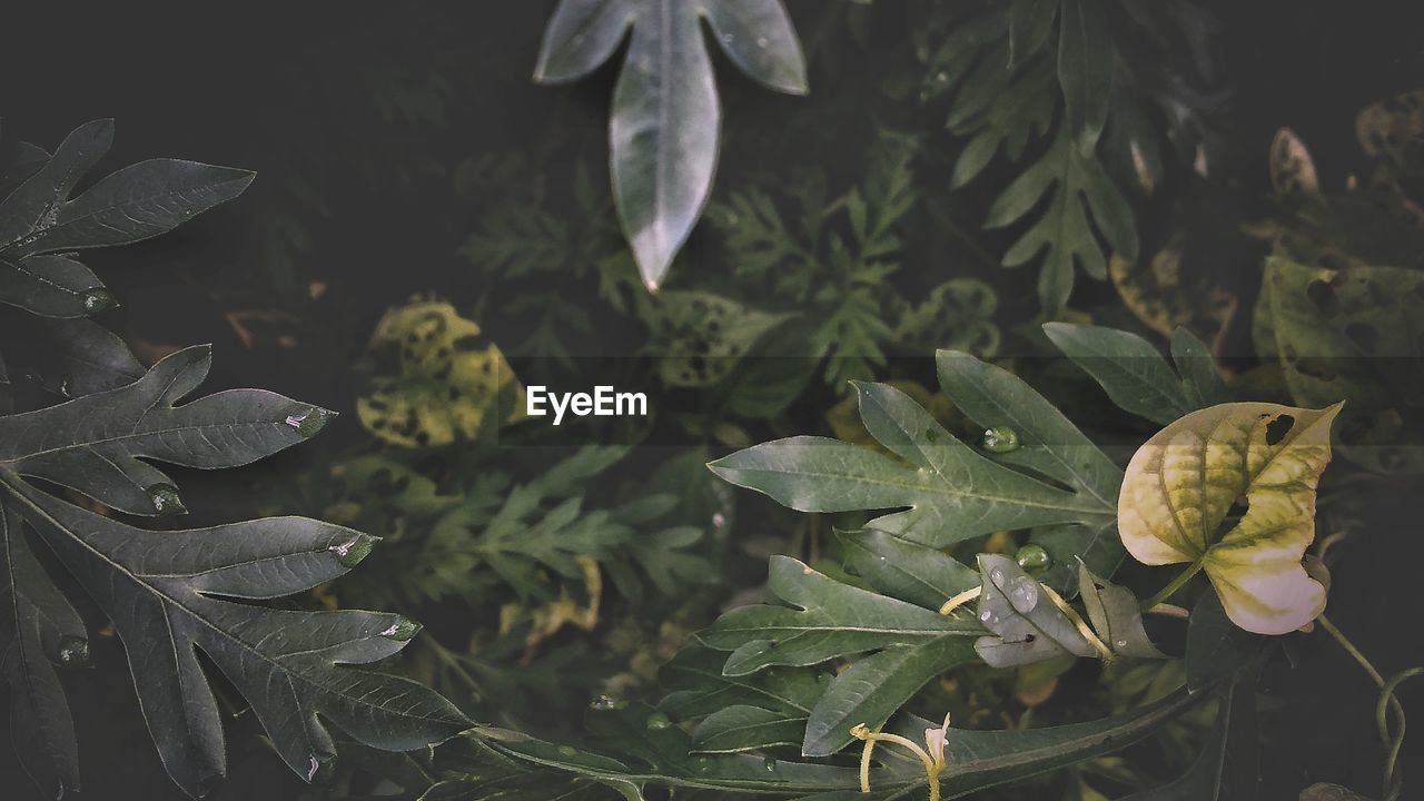 HIGH ANGLE VIEW OF FRESH WET PLANTS IN LAND