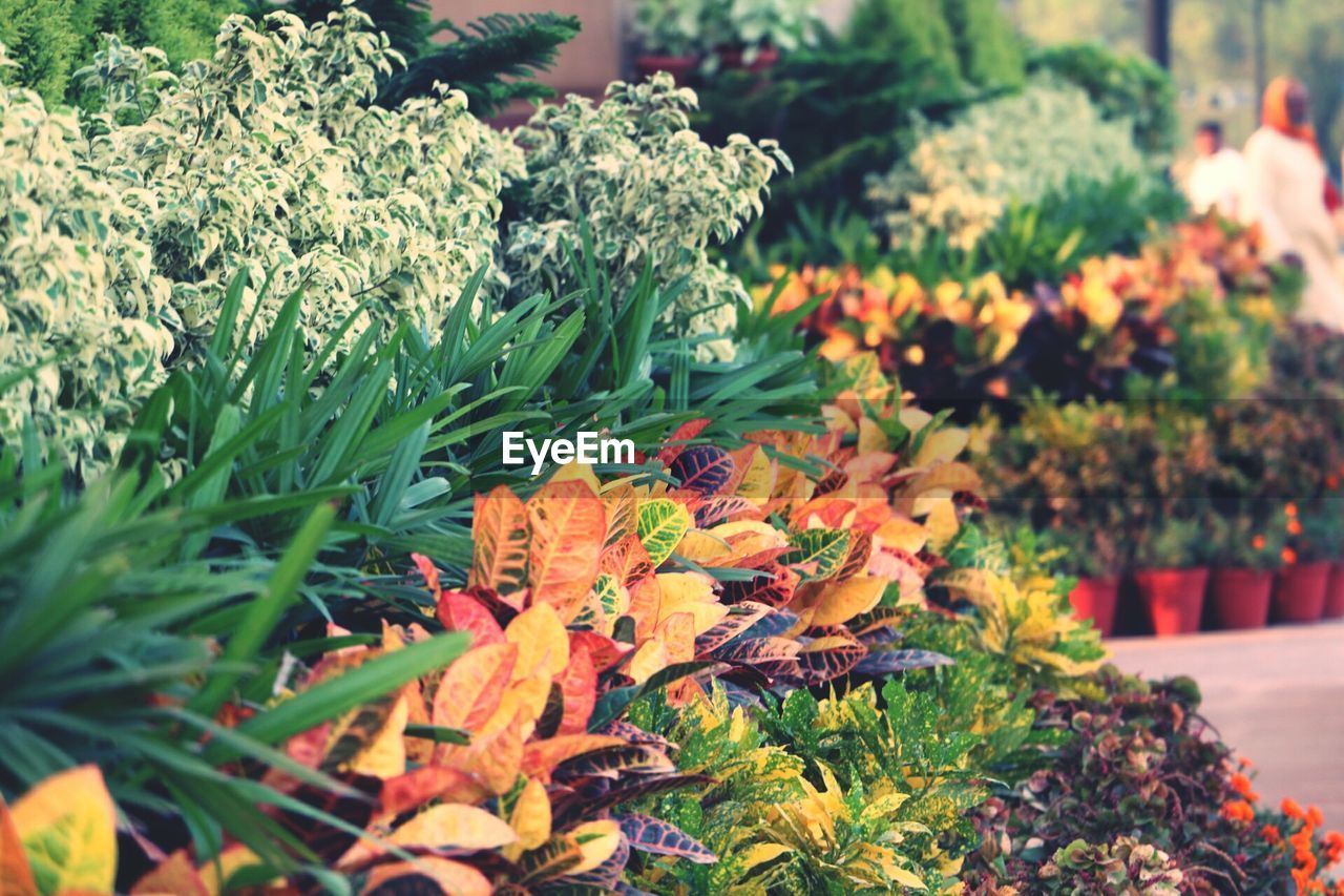 Colorful plants growing in park