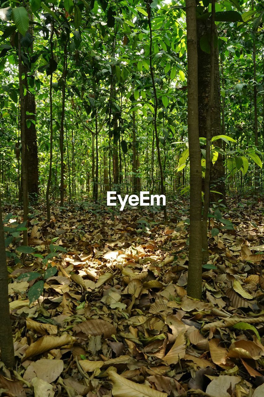 Fallen leaves  in forest