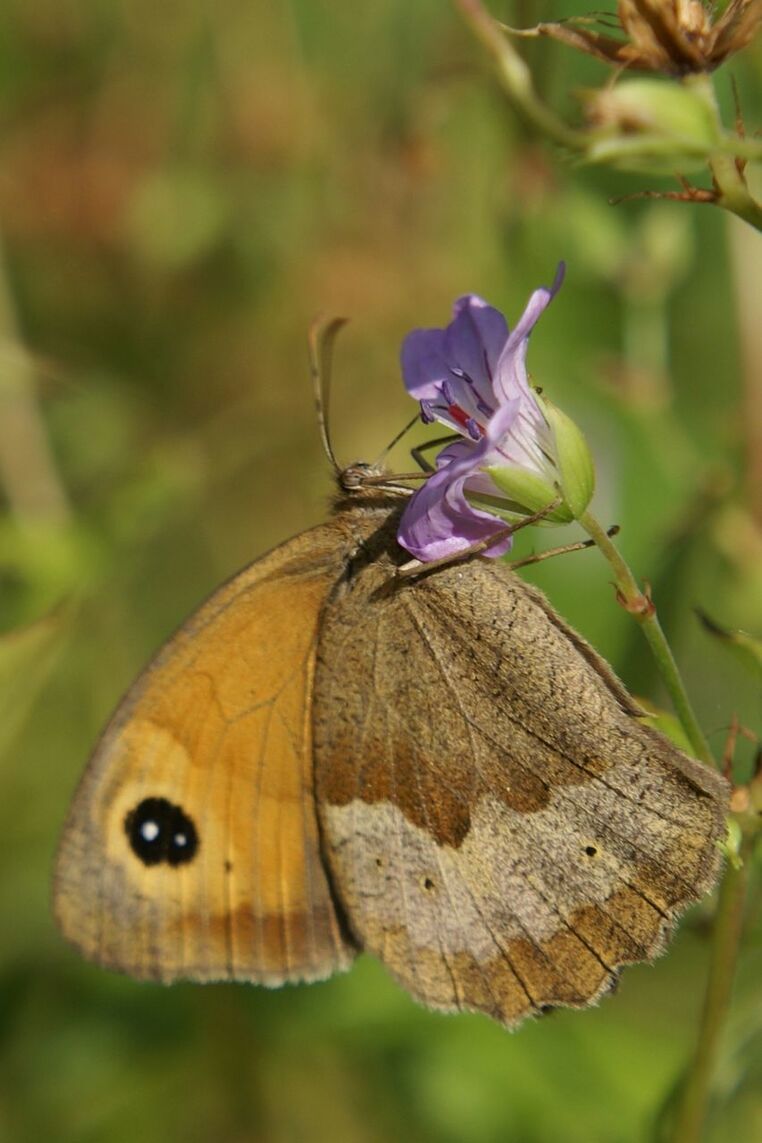 CLOSE-UP OF BUTTERFLY ON LEAF