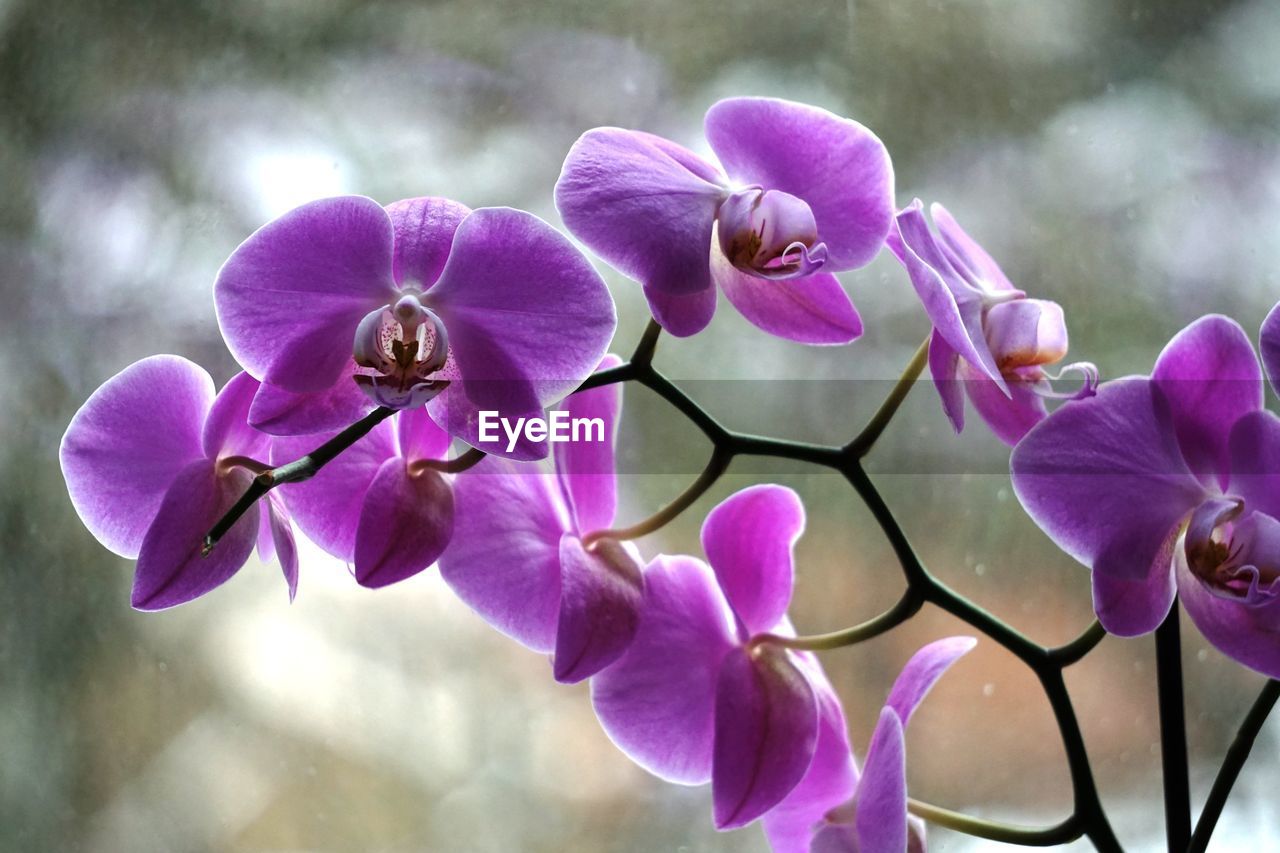 Close-up of purple orchids blooming outdoors