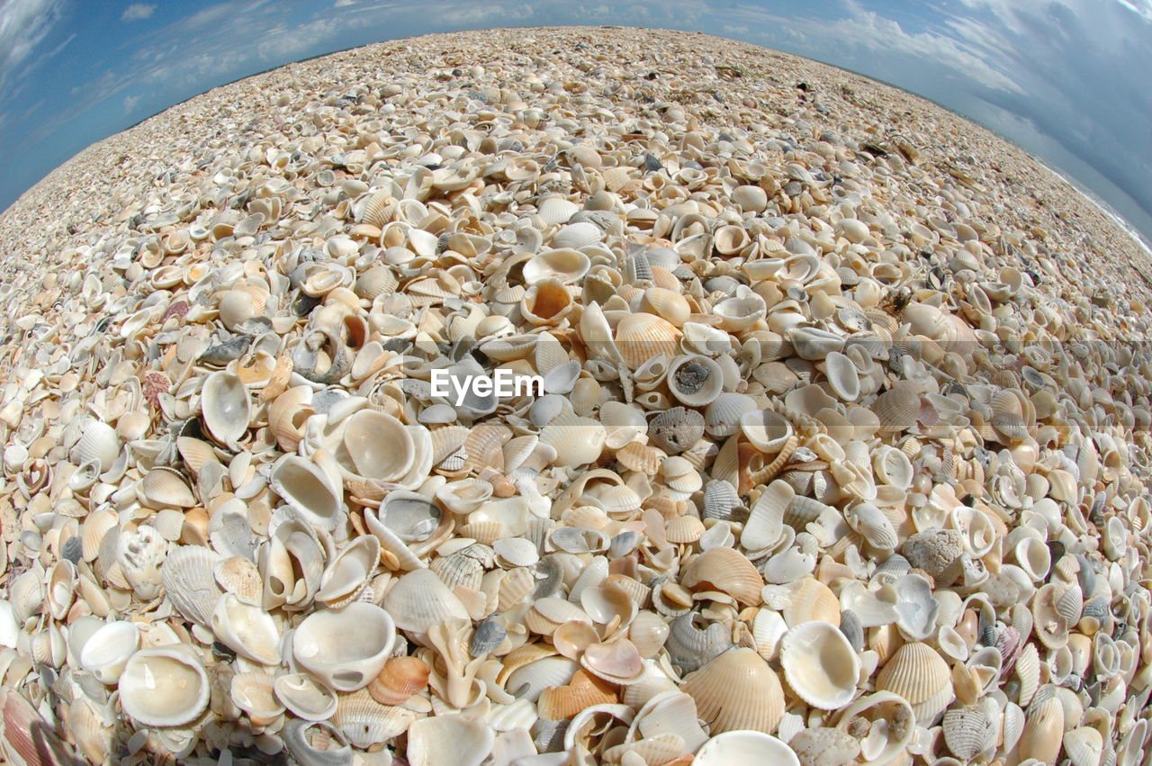 CLOSE-UP VIEW OF SEASHELLS ON SEASHELL