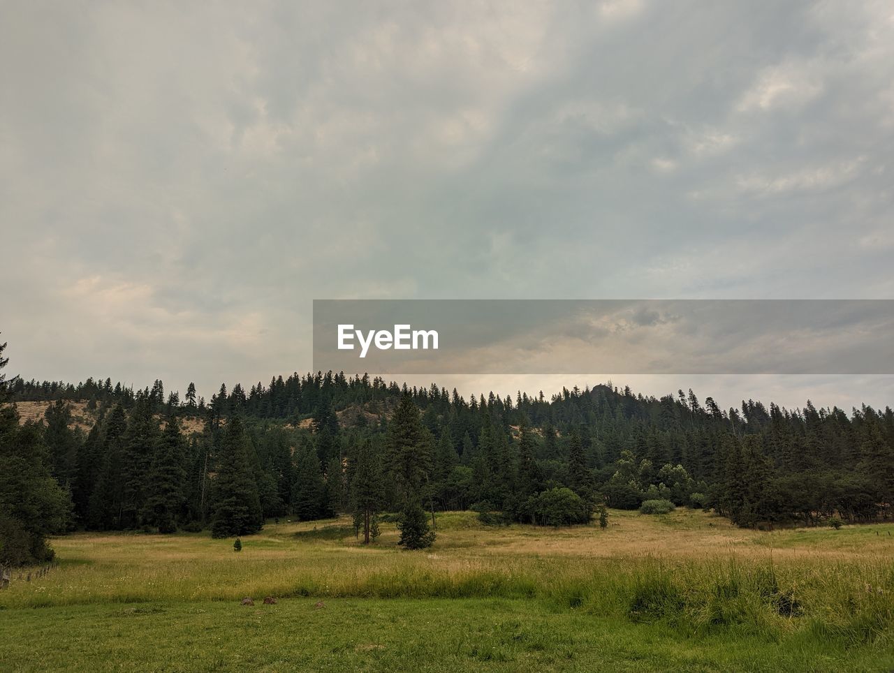 plant, tree, sky, nature, landscape, land, cloud, environment, hill, meadow, beauty in nature, grass, scenics - nature, natural environment, prairie, field, grassland, tranquility, no people, rural area, tranquil scene, growth, plain, forest, wilderness, pasture, coniferous tree, morning, pine tree, green, non-urban scene, pinaceae, pine woodland, outdoors, horizon, rural scene, day