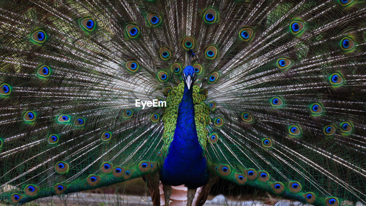 Close-up of peacock dancing