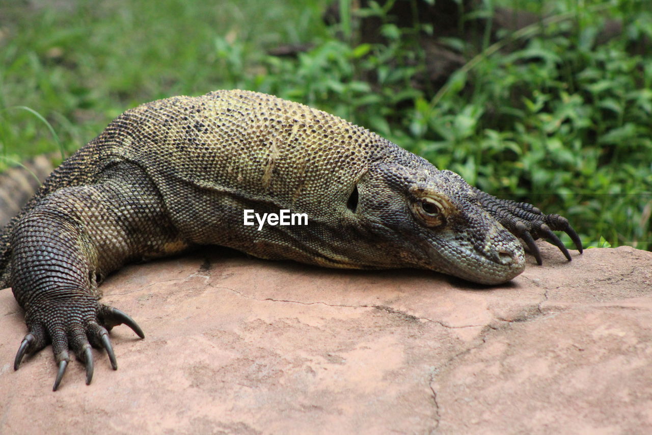 Close-up of a komodo dragon lizard