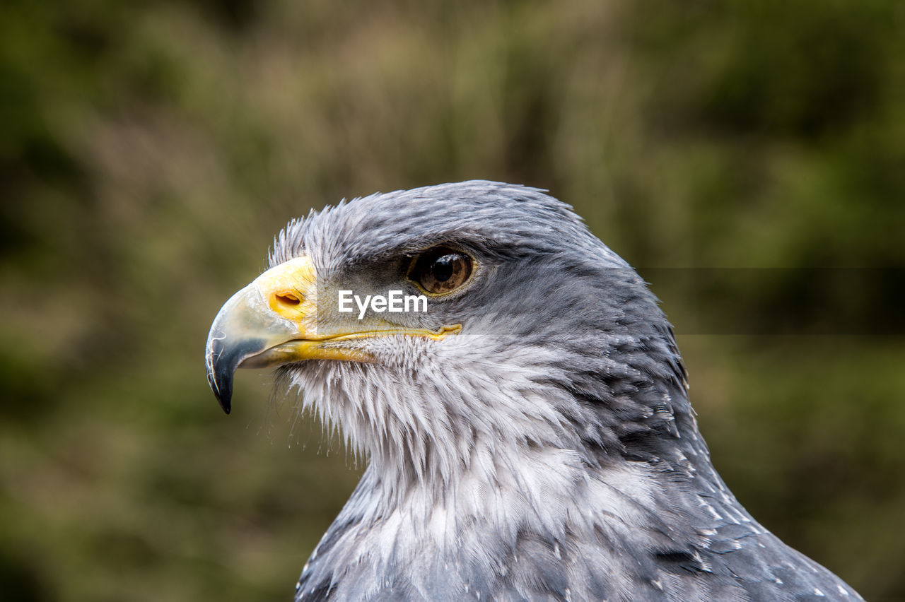 Close-up of eagle