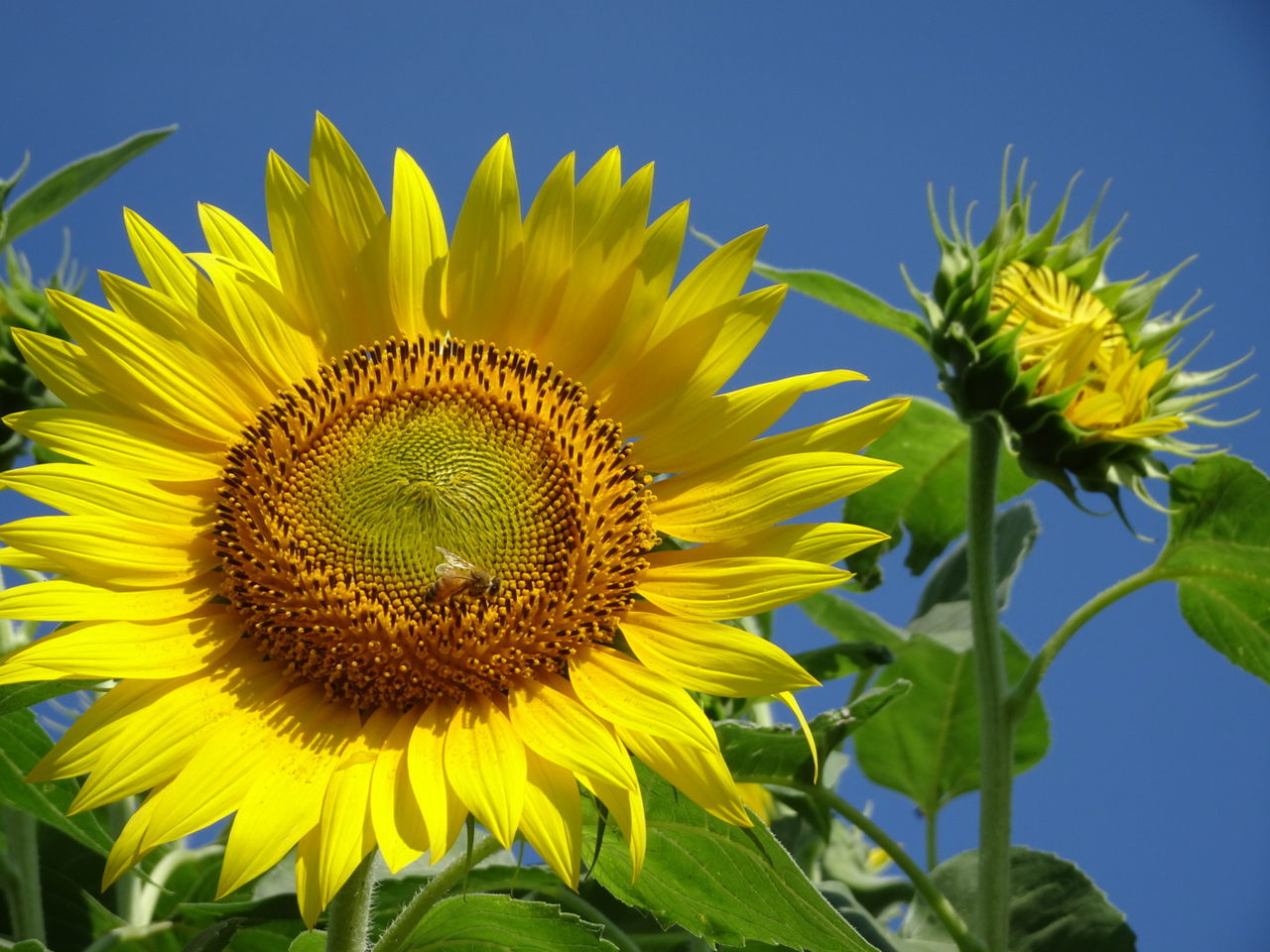 Close-up of sunflower against sky