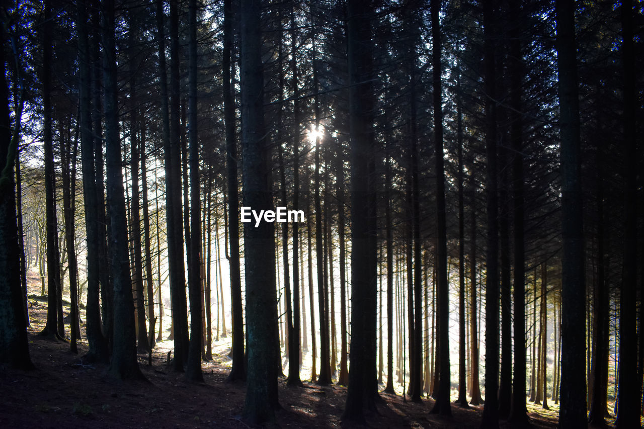 low angle view of trees in forest