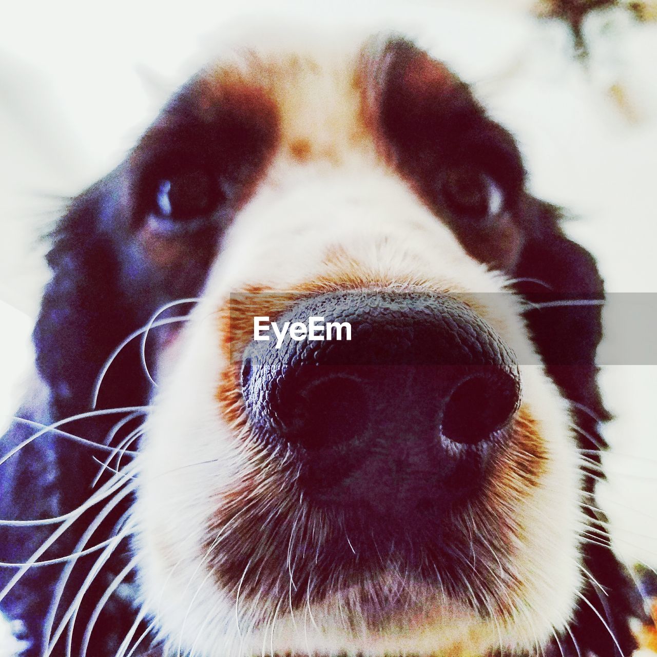 EXTREME CLOSE UP OF DOG