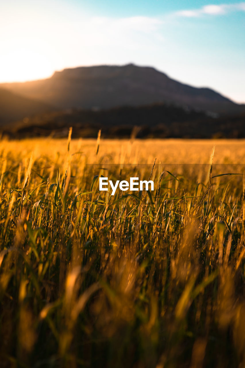 CROPS GROWING ON FIELD