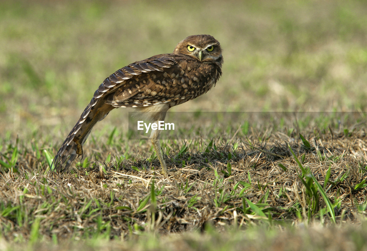Burrowing owl on the savannah in southern colombia
