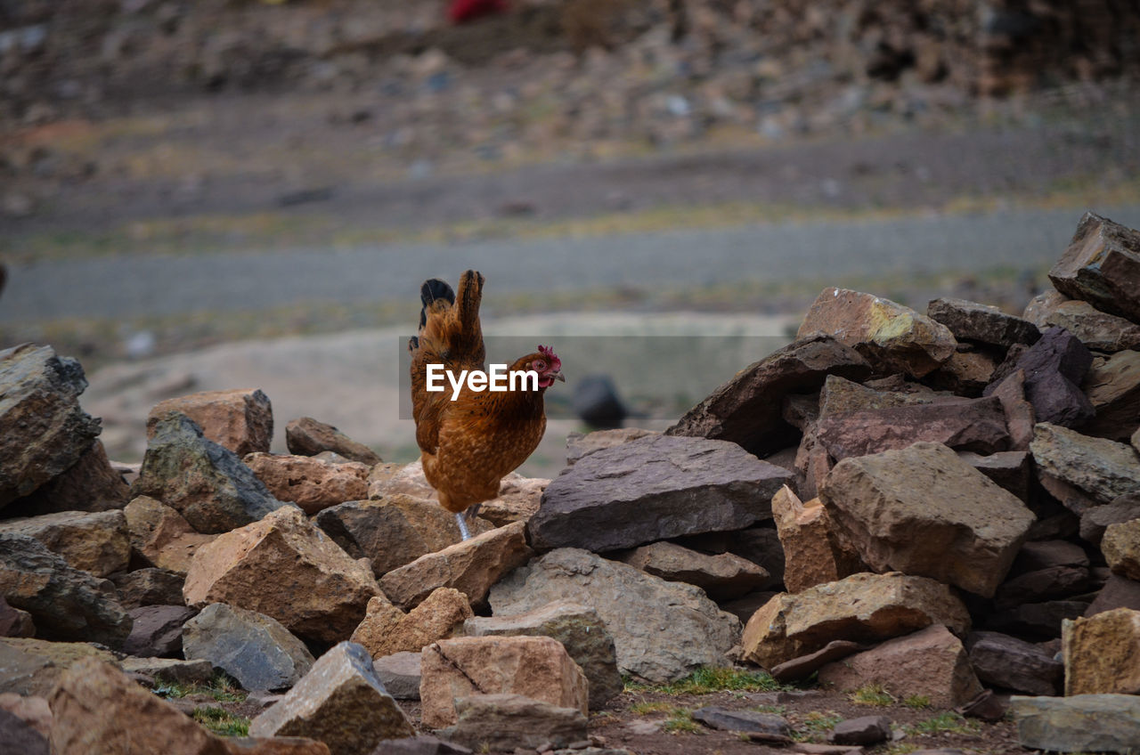 View of birds on rock