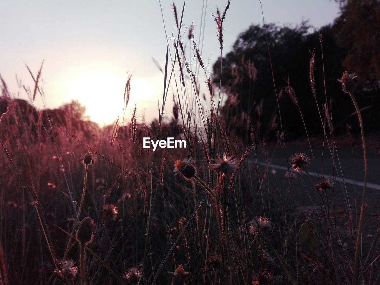 plant, sky, nature, sunset, beauty in nature, tranquility, growth, land, grass, no people, landscape, field, flower, tranquil scene, scenics - nature, evening, environment, non-urban scene, outdoors, tree, red, dusk, sunlight, idyllic, flowering plant, silhouette