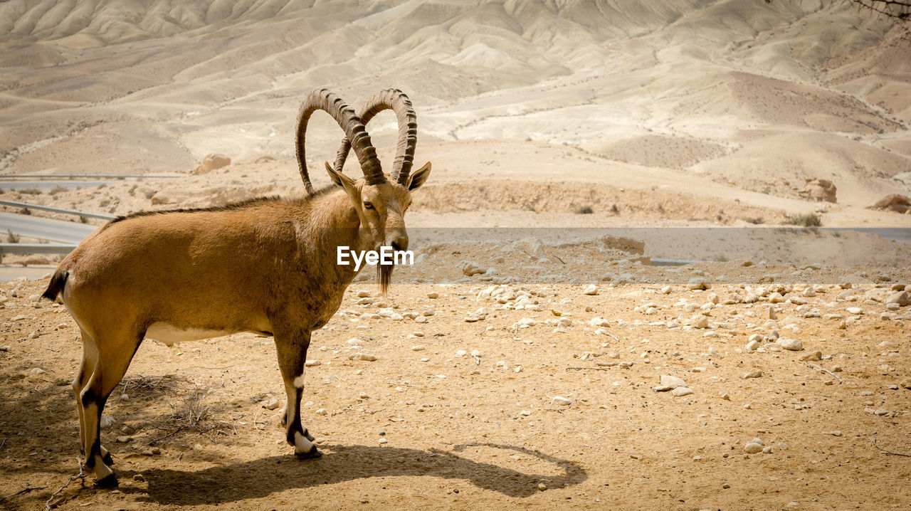 Side view of ibex standing at desert against mountain