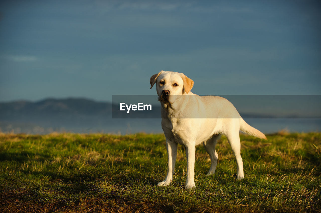 Portrait of dog standing on field against sky